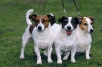 Picture of three Jack Russell Terriers on a lead