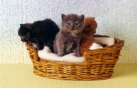 Picture of three kittens, blue tortoiseshell, tortoiseshell meowing, red tabby