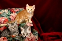 Picture of three kittens in a box