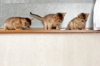 Picture of three kittens on a window sill