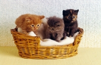 Picture of three kittens, red tabby, blue tortoiseshell, tortoiseshell, in a basket