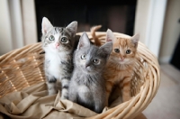 Picture of three kittens sitting in basket