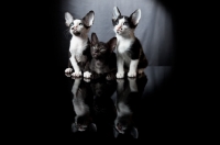 Picture of three kittens sitting, lined up, 7 weeks