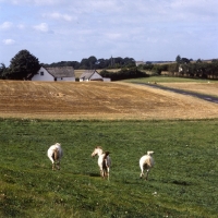 Picture of three knabstrups cantering off, rear view, 