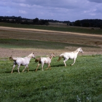 Picture of three knabstrups, stallion, mare and foal in line in denmark