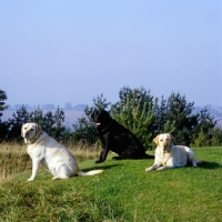 Picture of three labrador retrievers