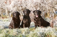 Picture of three Labradors in frost