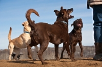 Picture of three Labradors with owner