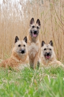 Picture of three Laekenois dogs (Belgian Shepherds)