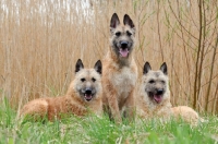 Picture of three Laekenois dogs (Belgian Shepherds)