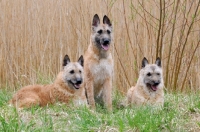 Picture of three Laekenois dogs (Belgian Shepherds)