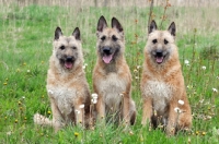 Picture of three Laekenois dogs (Belgian Shepherds) sitting down