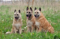 Picture of three Laekenois dogs (Belgian Shepherds), sitting down