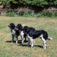 Picture of three large munsterlanders standing together in a garden