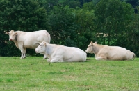 Picture of three limousin cows in field