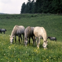 Picture of three Lipizzaner colts grazing together at piber
