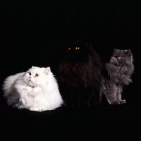 Picture of three long hair cats white, black and blue