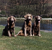 Picture of three long haired weimaraners sitting beside a river