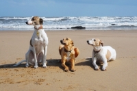 Picture of three Lurchers on a beach, all photographer's profit from this image go to greyhound charities and rescue organisations