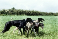 Picture of three lurchers, rough and smooth coated, moving off
