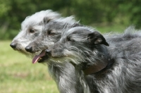 Picture of three Lurchers, side view