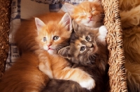 Picture of three Maine Coon kittens in basket