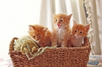 Picture of three Maine Coon kittens in basket