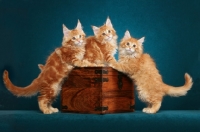 Picture of three Maine Coon kittens