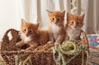 Picture of three Maine Coon kittens