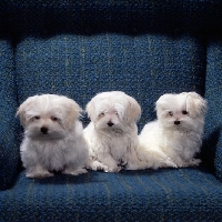 Picture of three maltese, vicbrita,  puppies sitting in a chair