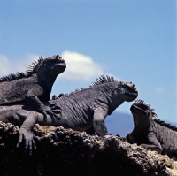 Picture of three marine iguanas sun bathing on fernandina island, galapagos islands