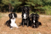 Picture of three Markiesje dogs (aka Dutch Tulip Hound)