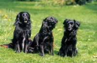 Picture of Three Markiesjes on grass