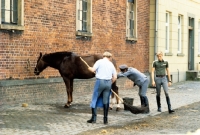 Picture of three men, one washing  a hanoverian, one sweeping cobblestones at celle 