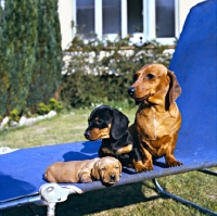 Picture of three minature smooth-haired dachshunds on sun lounger