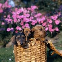 Picture of three miniature dachshund puppies, two wire haired, one smooth, in a  basket