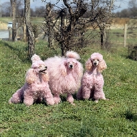 Picture of three miniature poodles dyed pink for a film, movie