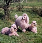 Picture of three miniature poodles dyed pink for a film, movie