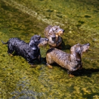 Picture of three miniature wire haired  dachshunds from drakesleat  in water