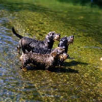 Picture of three miniature wire haired dachshunds from drakesleat in stream