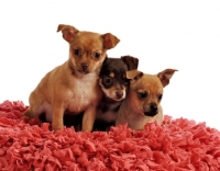 Picture of three mongrel puppies