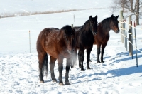 Picture of three Morgan horses in snowy pasture with steam coming out of their noses