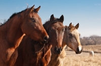 Picture of three Morgan Horses