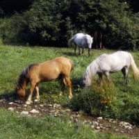 Picture of three Nashend Highland Ponies drinking at stream and grazing