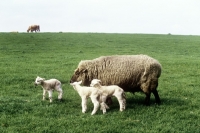 Picture of three newborn lambs mixed breed, with ewe