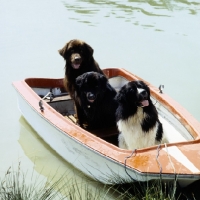 Picture of three newfoundlands different colours, sitting in a boat