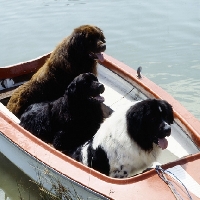 Picture of three newfoundlands in a boat
