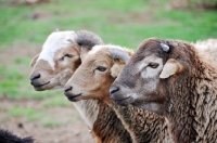 Picture of three Nguni sheep