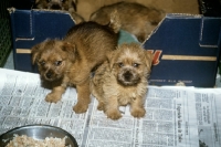 Picture of three norfolk terrier puppies with cardboard whelping box , food bowl and newspaper