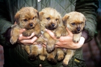 Picture of three norfolk terrier puppies from allright kennels in owner's hands, germany